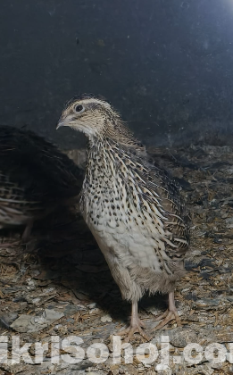 কয়েল পাখি